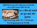 9319037188, 10+1 पिग को पालने का पूरा खर्च और मुनाफा , Start with 11 Pigs with Expenses & profit