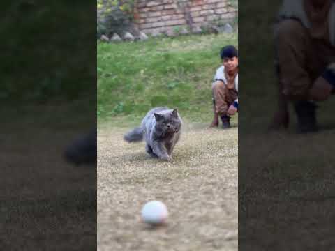 Fun With Cat Babloo Sanaanbilal 