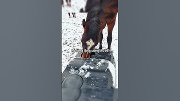Chú ngựa tội nghiệp cuối cùng cũng uống được nước 😱😱🤯 #shortsvideo