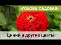 Голова садовая - Цинии и другие цветы