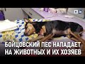«Собака Баскервилей» держит в страхе поселок в пригороде Краснодара