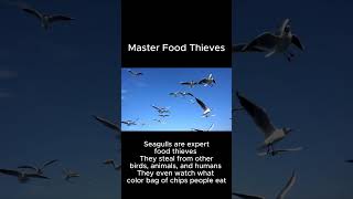 Seagulls Are Secretly Watching You Eat 😱🐦 #seagull #birdfacts #animalfacts #shorts #nature