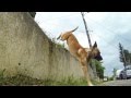 Slow motion malinois