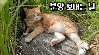 Download Lagu Amazing change in the cat family after sending a ferocious chicken for adoption! MP3 Download Lagu Amazing change in the cat family after sending a ferocious chicken for adoption! MP3
