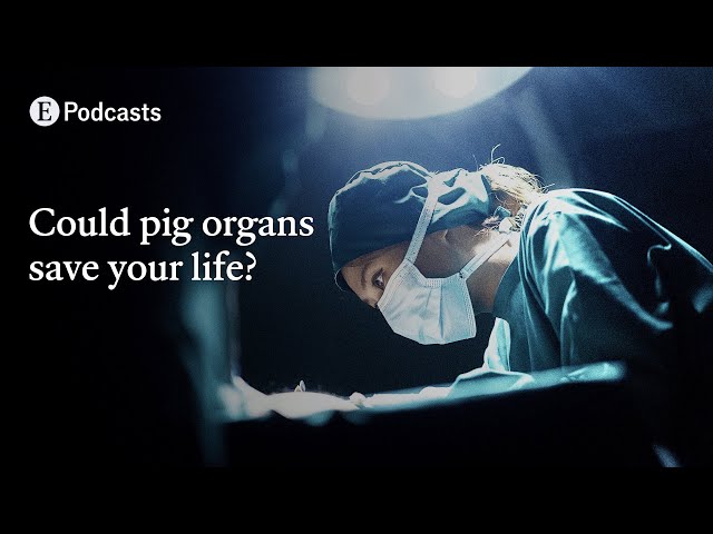 Why pig organ transplants are closer than ever