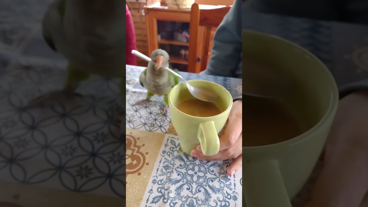 Funniest Parrot Moments That Will Make You Laugh Out Loud Birds