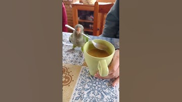 Thumbnail of Funniest Parrot Moments That Will Make You Laugh Out Loud!  #birds