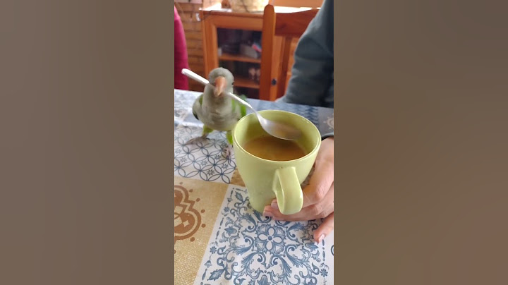 Funniest Parrot Moments That Will Make You Laugh Out Loud!  #birds
