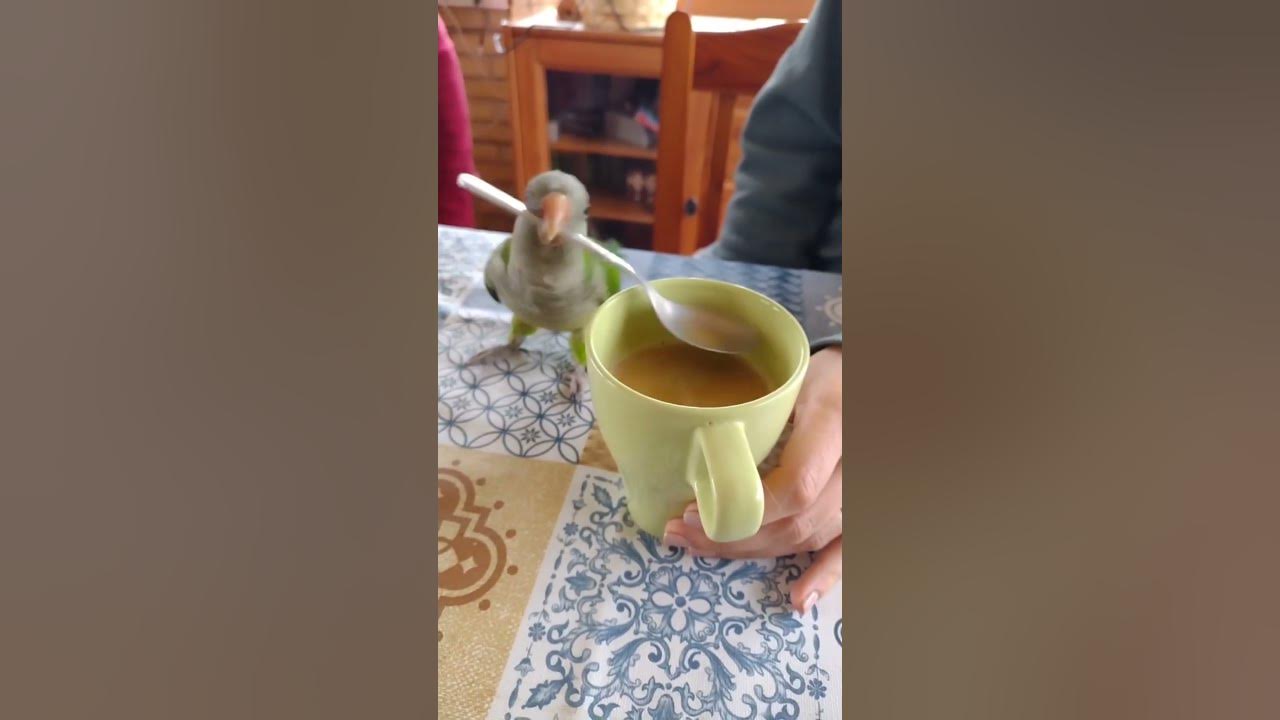 Funniest Parrot Moments That Will Make You Laugh Out Loud! #birds Funniest Parrot Moments That Will Make You Laugh Out Loud! #birds