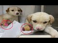 The two poor puppies had one leg cut off and then abandoned at the clinic.