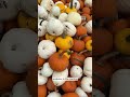 Pumpkin Pie This Thanksgiving? It Could Be Made From Illinois' Nestlé Libby’s