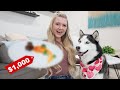 Surprising our dogs with a 1000 treat