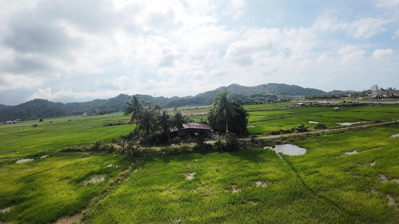 SAWAH PADI DI KG.SIMPUDU BENONI PAPAR SABAH