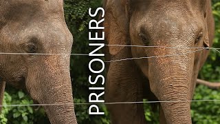 World Top Elephants Video 2023 | Wild Elephant Video EPS 001