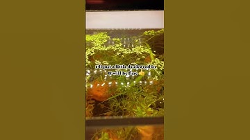 Thumbnail of Duckweed overload 😩 #fyp #fish #aquarium #guppy