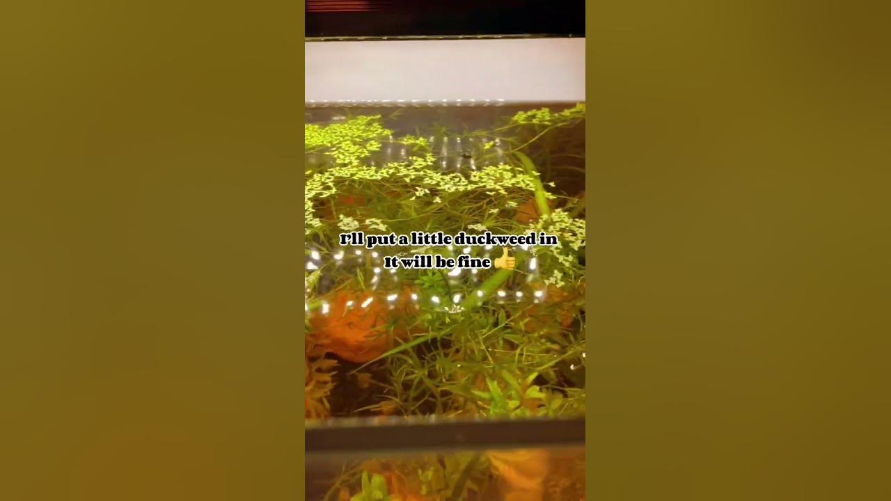 Duckweed overload π© #fyp #fish #aquarium #guppy Duckweed overload π© #fyp #fish #aquarium #guppy