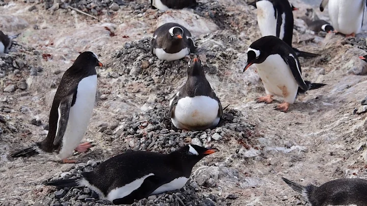 Penguins Stealing Stones from Poor Mother