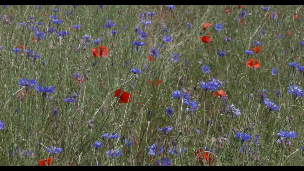 Cornflowers & Poppies on Flanders Fields - 3 (Polarized - Canon EOS R5 - 4K DCI HDR PQ - 100 fps)