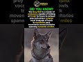 Gray Wolf: Power of the Pack #apexpredator #predatorlore #animalssounds