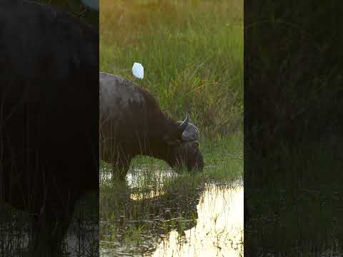 Video: Watter nomadiese vlaktes nasie het die buffel gevolg?