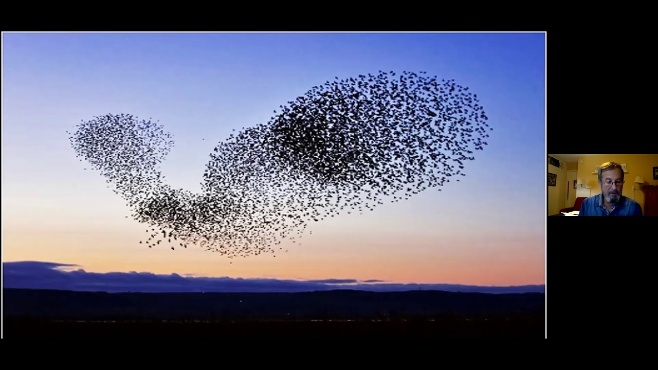 1/17/2021 Swarm Intelligence of the Animal Kingdom and what Humans are learning from them