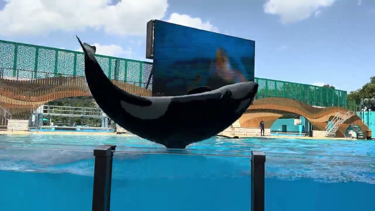 Orca Encounter @ Sea World Orlando 2025