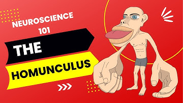 The Basics of Neuroscience: The Homunculus Human