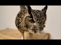 827 怒りのホー Angry Hoot ベンガルワシミミズク 827 怒りのホー Angry Hoot ベンガルワシミミズク