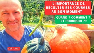 Comment récolter et conserver les courges, butternuts, potimarrons ? #potager