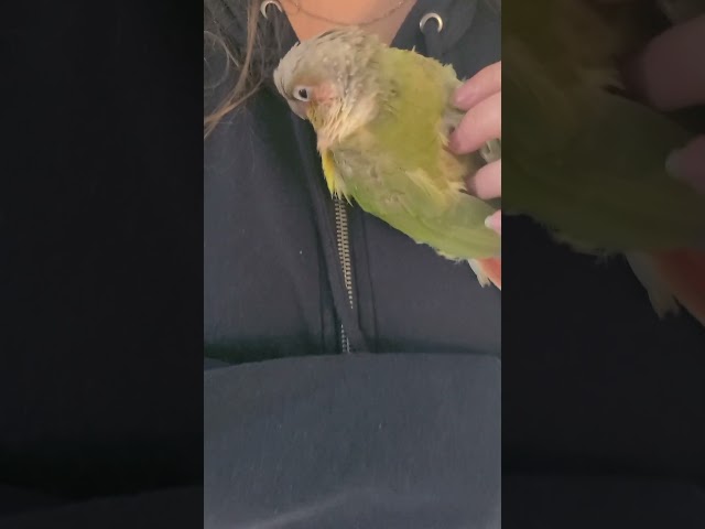 conure love cuddles class=