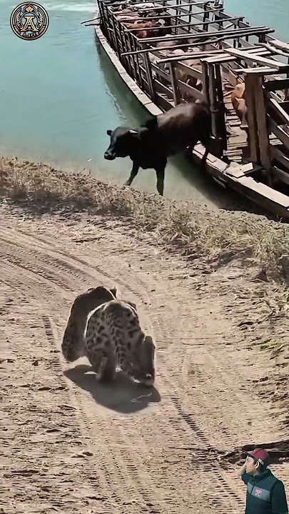 macan tutul mengintai gerombolan sapi yang baru turun dari kapal #animals #shorts