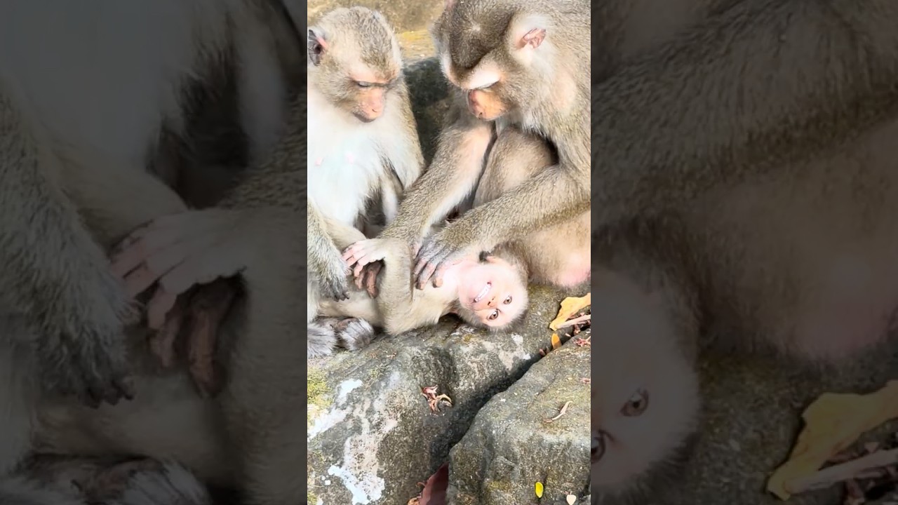 Удивительная обезьянка Радуга спасает детеныша рыси от своей мамы.