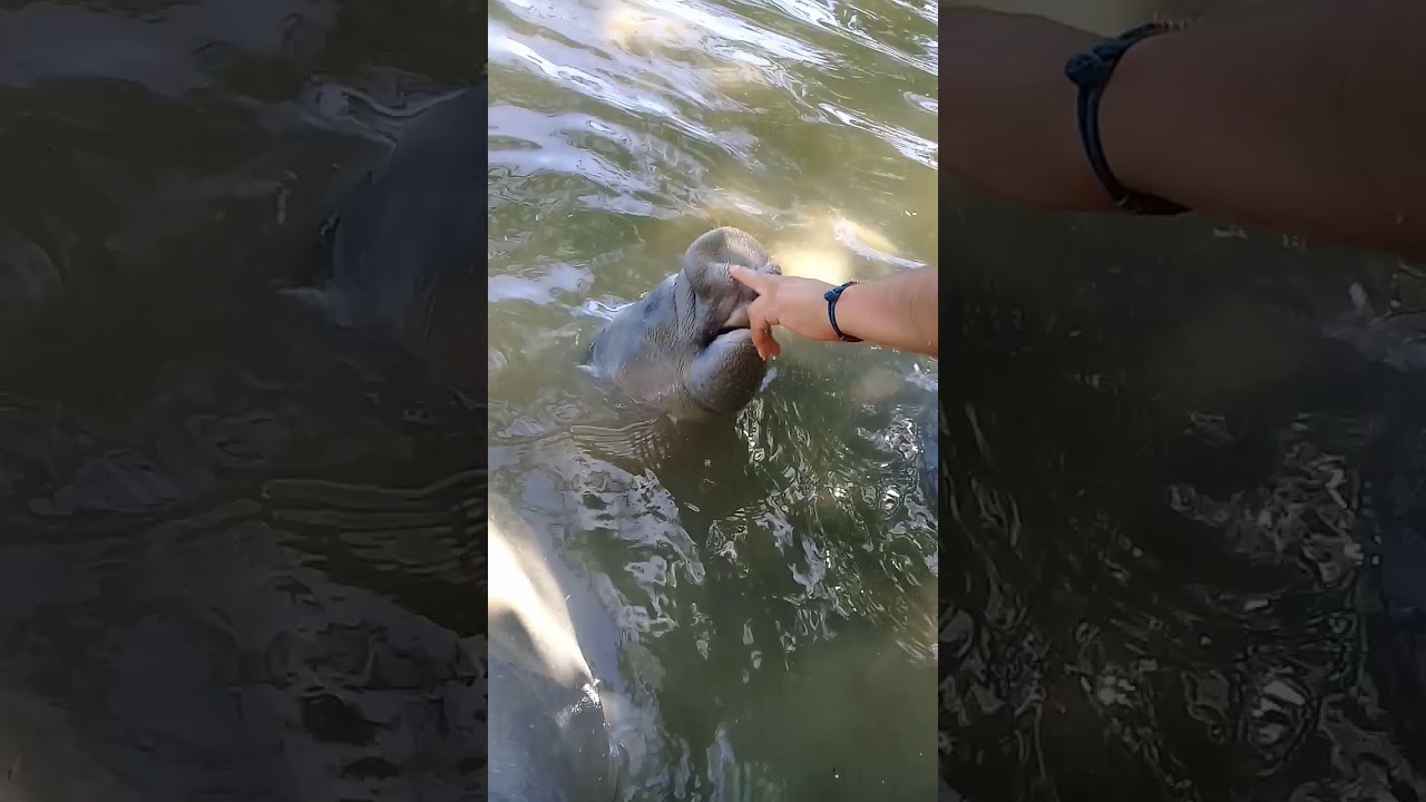 Manaties juguetones ❤ Jonuta, Tabasco