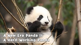 A New Era Panda Is A HardWorking Panda | iPanda