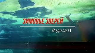 Зимовье Зверей -  Водолаз 1