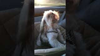 Shih Tzu barking, howl, or scream