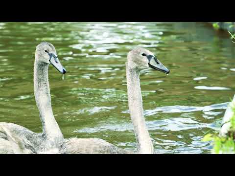 ABC Boat Hire Social Clip 2