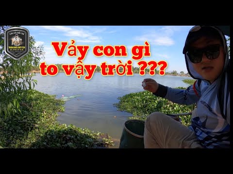 Video Báo cá Hồ Mang Cá Long Sơn, quá đã tay luôn mọi người... - youtube
