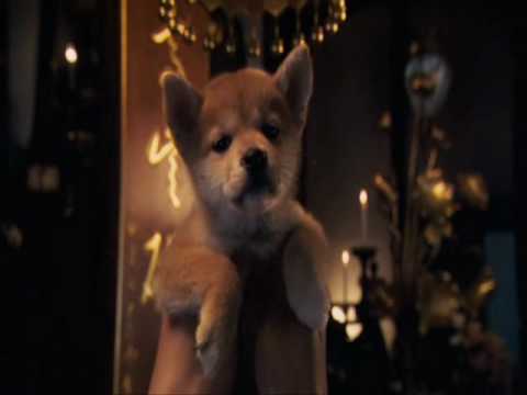 Hachiko - Goodbye