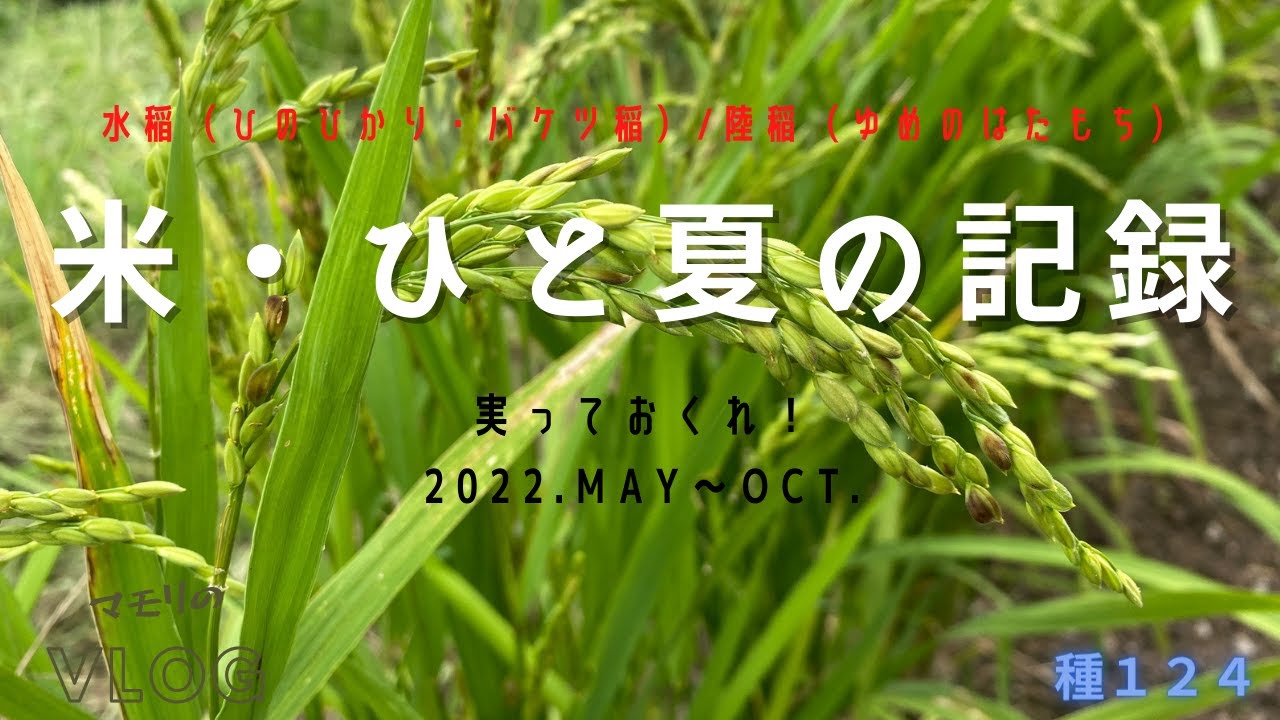 米・ひと夏の記録~水稲(ひのひかりバケツ稲)/陸稲(ゆめのはたもち)の様子~ - YouTube