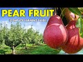 The Secrets of PEARS FRUIT FARMING Revealed: The Complete Guide