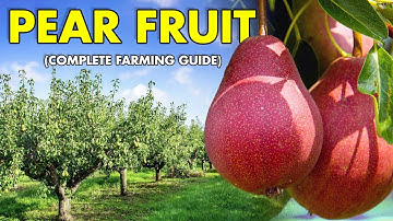 The Secrets of PEARS FRUIT FARMING Revealed: The Complete Guide