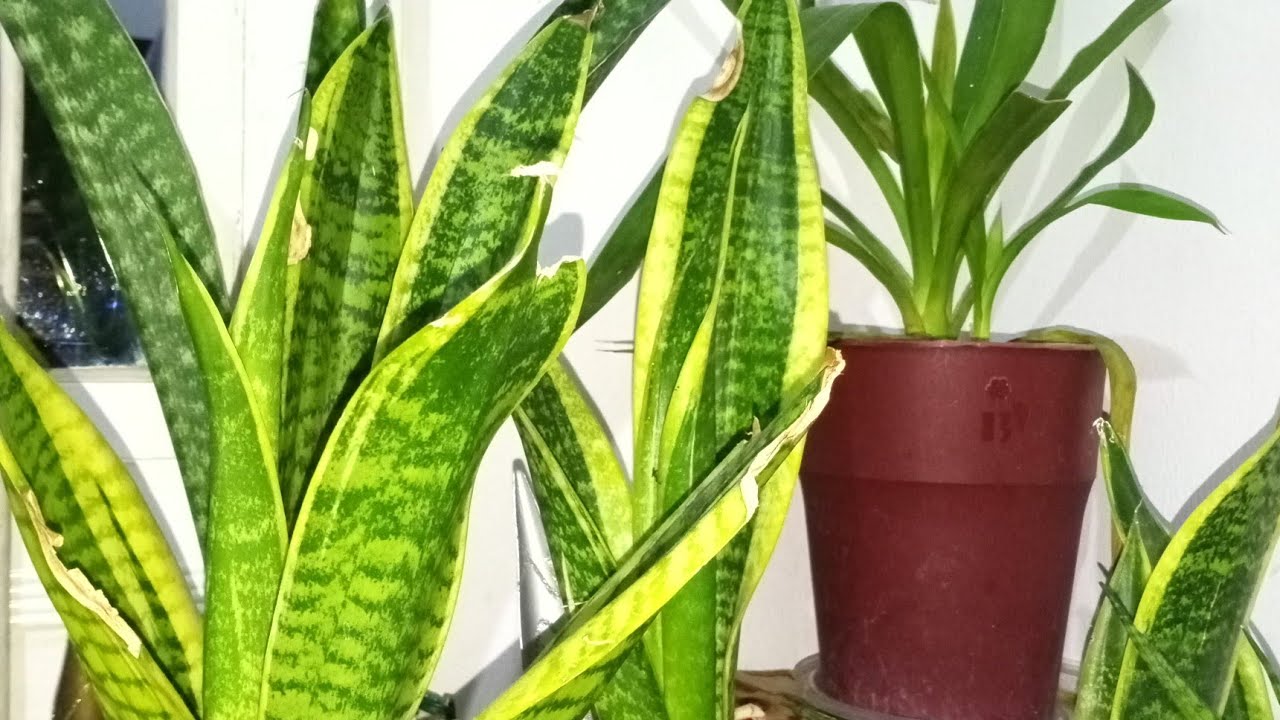 Plants collection here in Saudi(bisaya) YouTube