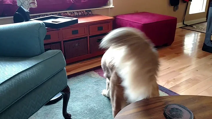Dog chasing police car
