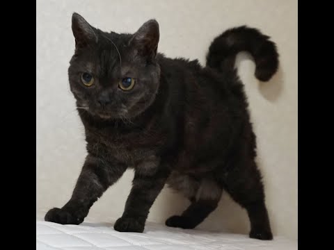 セルカークレックス子猫　　2024.2.3産まれ　ブラウンタビー（巻き毛）　女の子　シーダキャット猫のお店