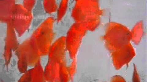 Cá Dĩa Albino Màu Đỏ Lửa - Thiên Đường Cá Cảnh