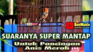 ANIS MERAH    LANGSUNG IKUT BERKICAU DENGAR INI  #anismerah