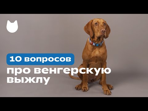 10 вопросов про венгерскую выжлу