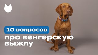 10 Вопросов Про Венгерскую Выжлу