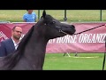 Memories of chantilly 2019  aho breeders championship europe  part 3  fillies 2 years old